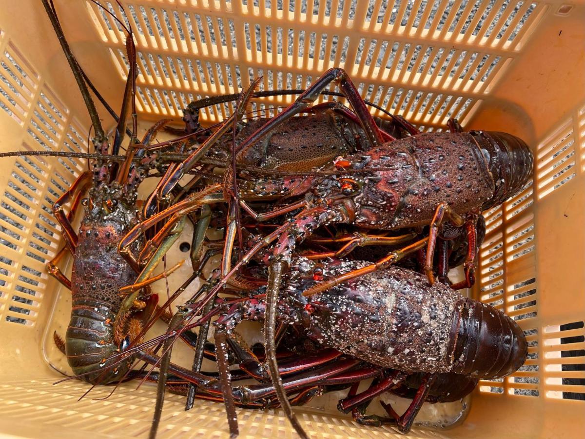 皆様お宿　海風 Shirahama Extérieur photo
